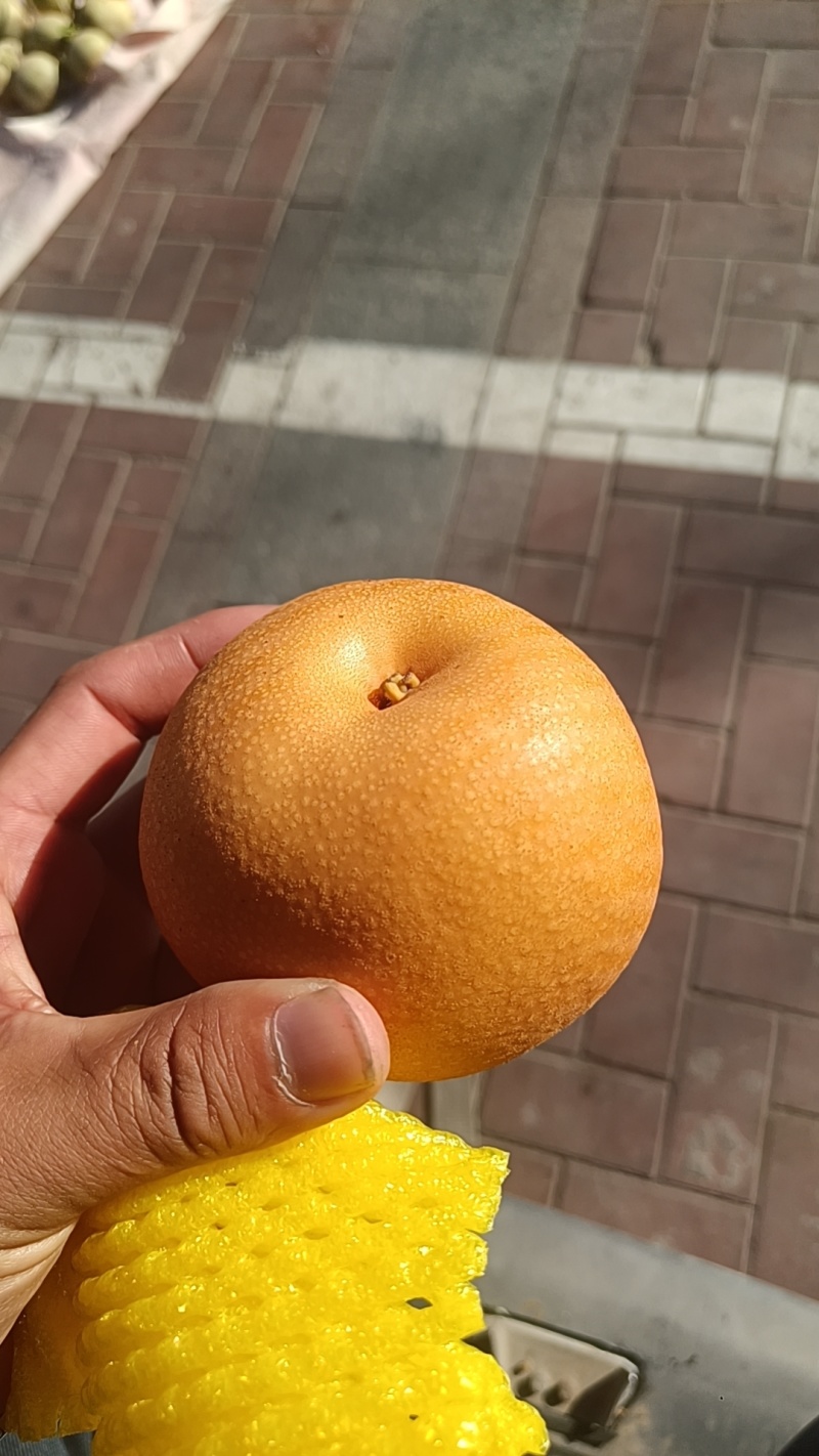 精品秋月梨