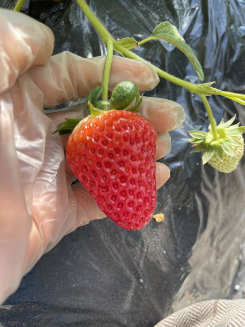 红颜草莓