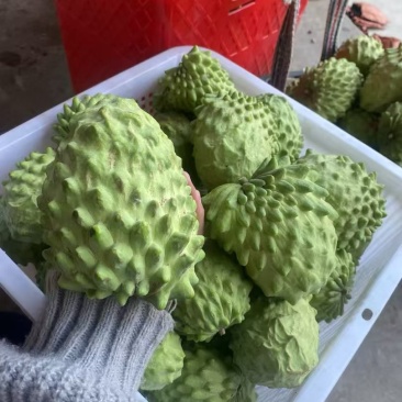 释迦果