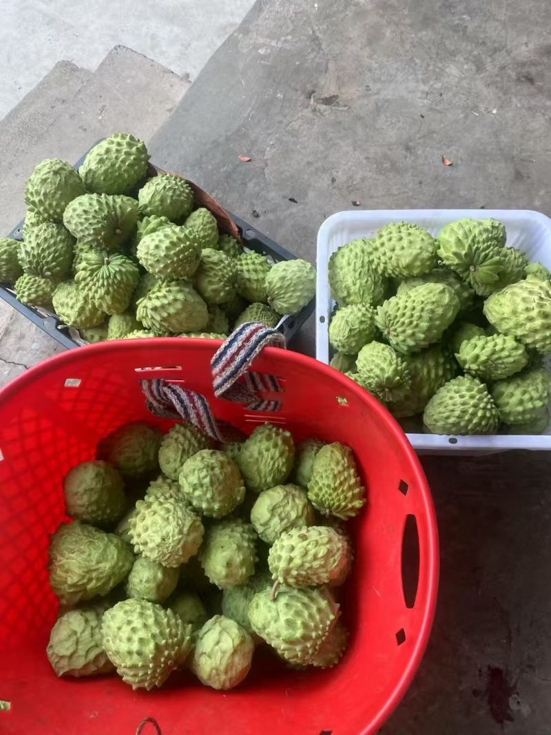 释迦果