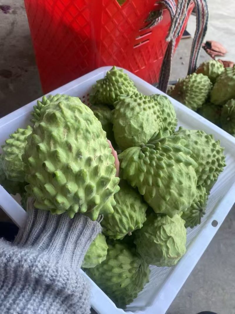 释迦果