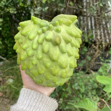 释迦果