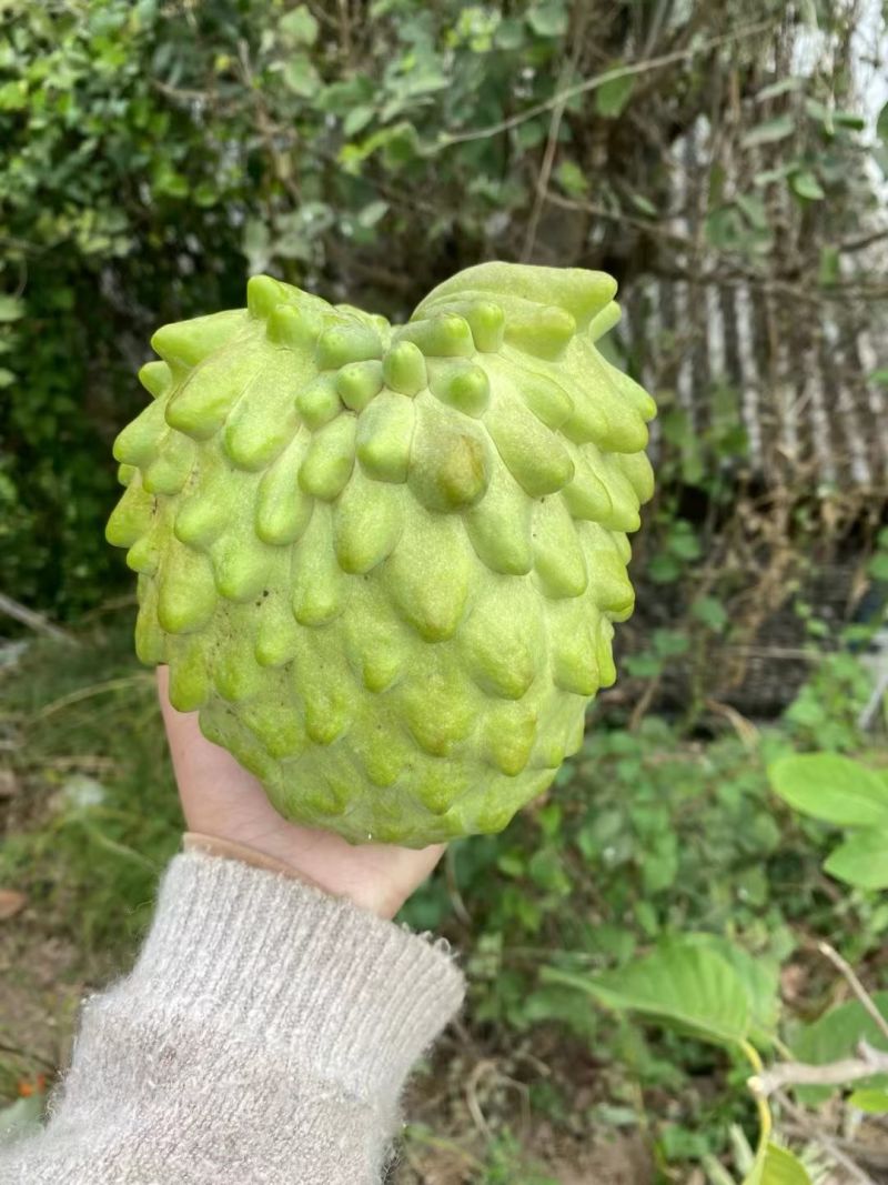 释迦果