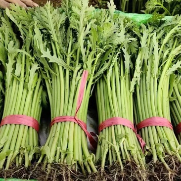 精品茼蒿，量大价优