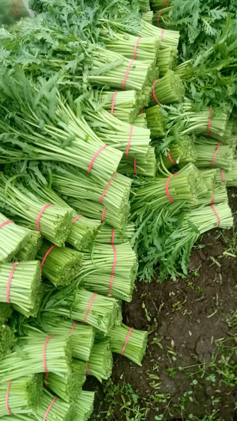 精品茼蒿，量大价优