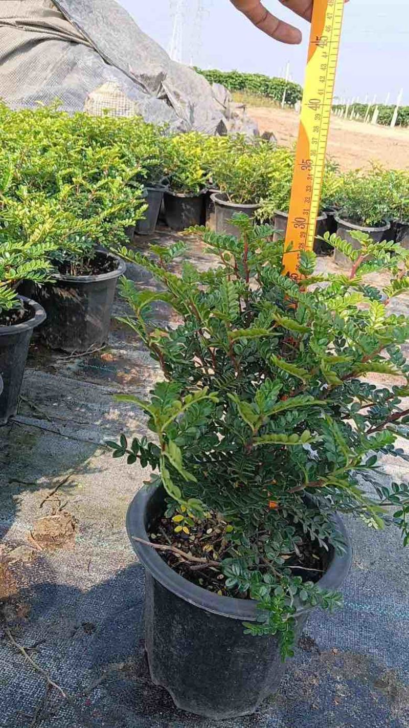 260清香木