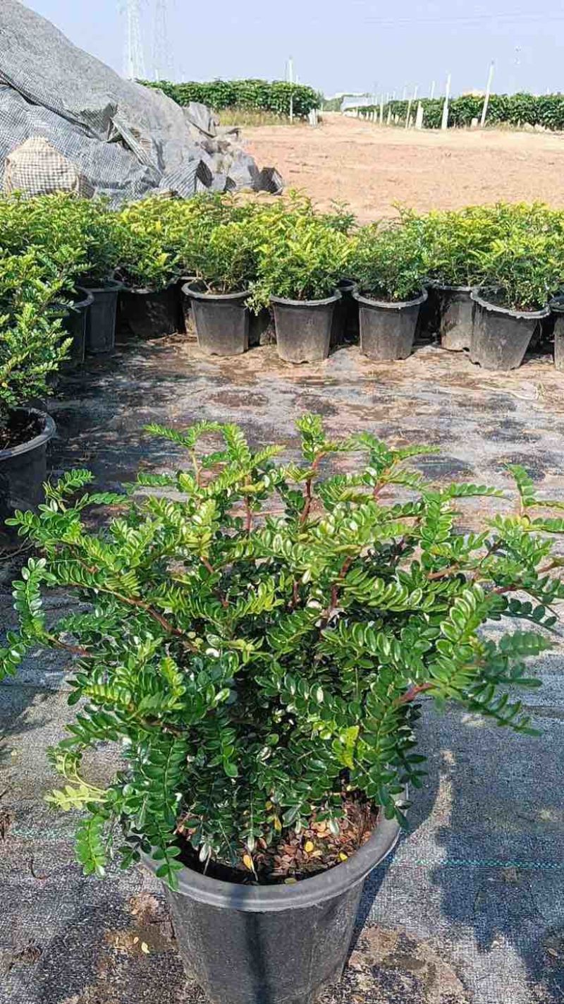 260清香木