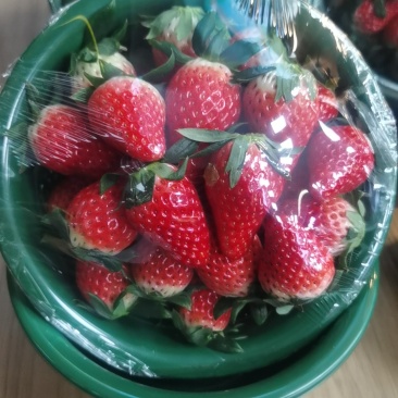 章姬草莓