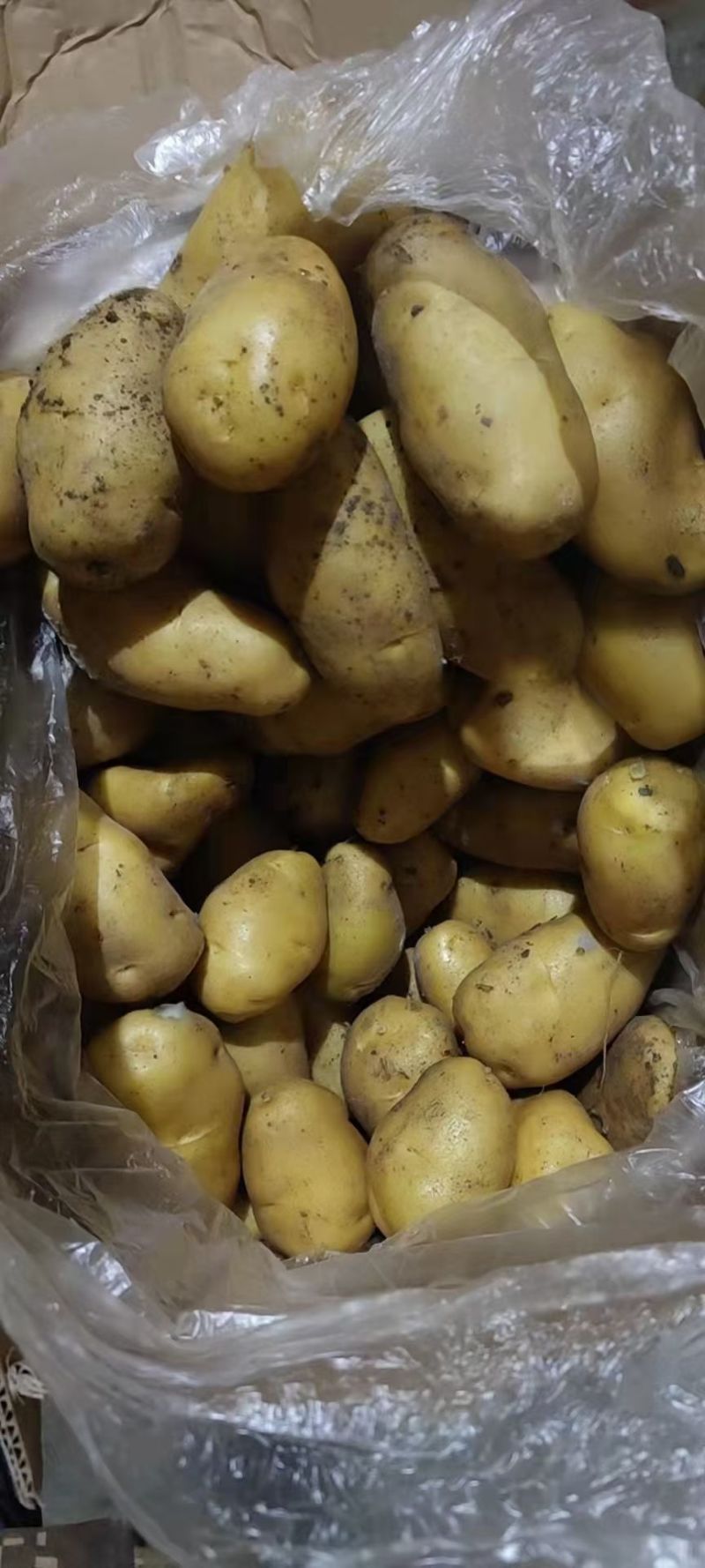 冷库荷兰十五土豆