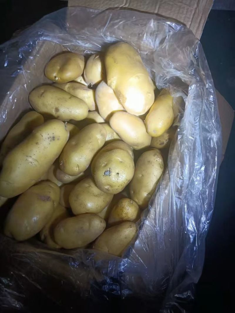 冷库荷兰十五土豆