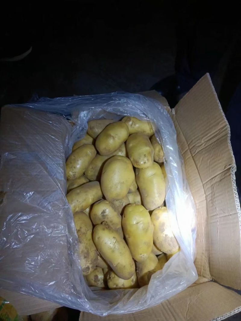 冷库荷兰十五土豆