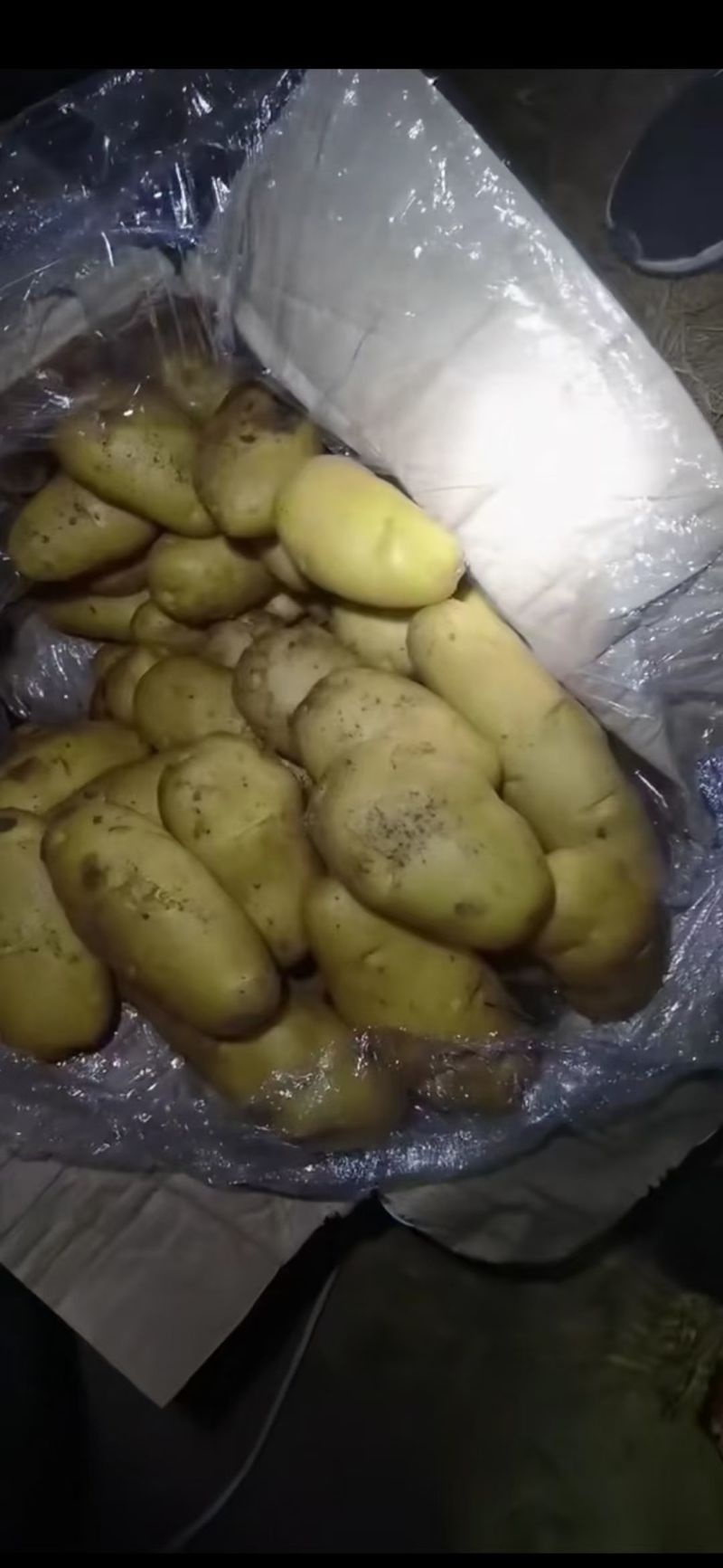 冷库荷兰十五土豆