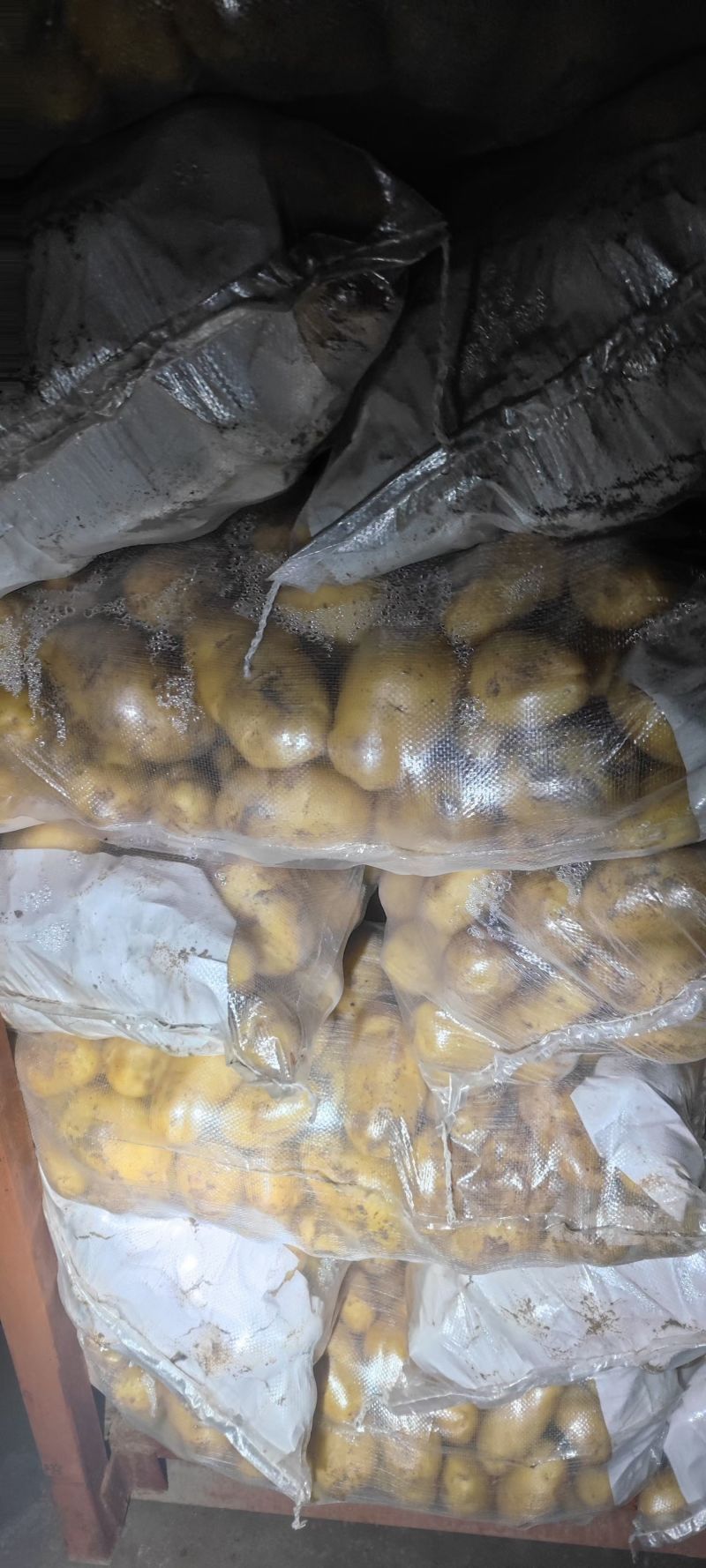 冷库荷兰十五土豆