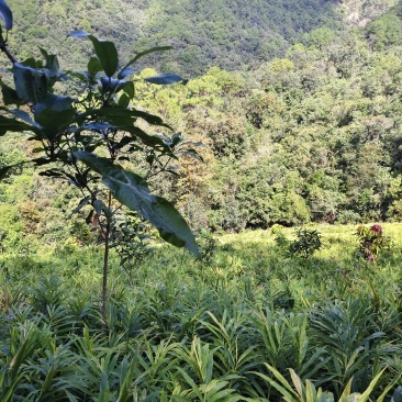 高地黄土二黄姜，