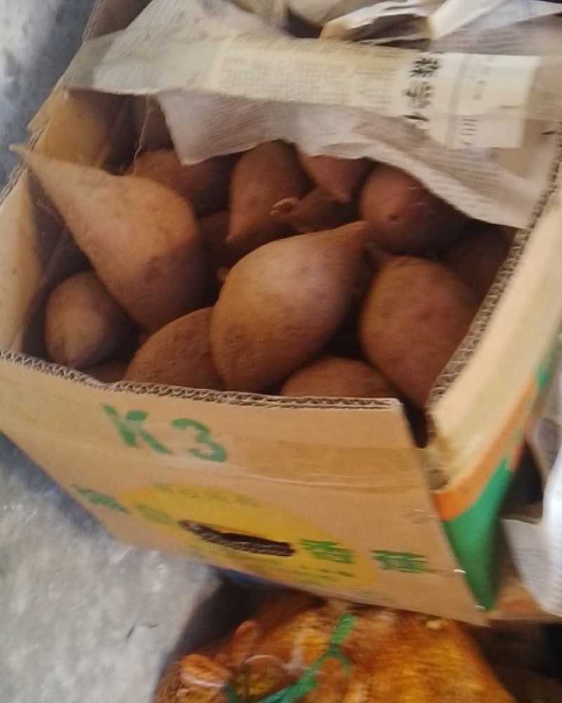 紫薯