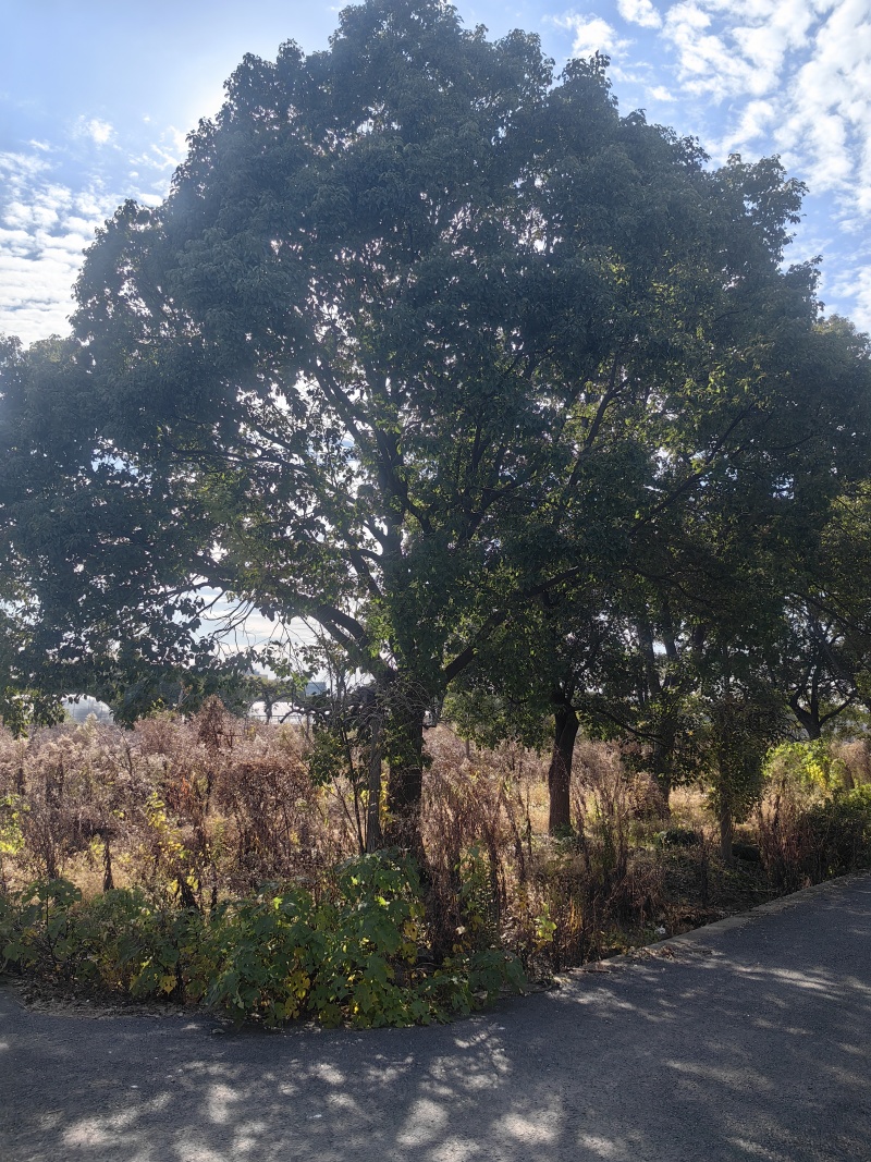 香樟