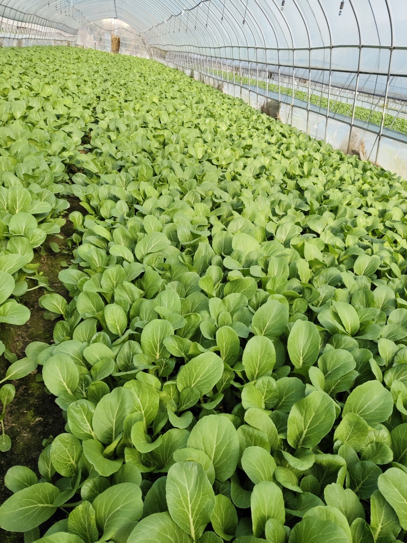 青菜菜心大量供应食堂，超市，食品厂。