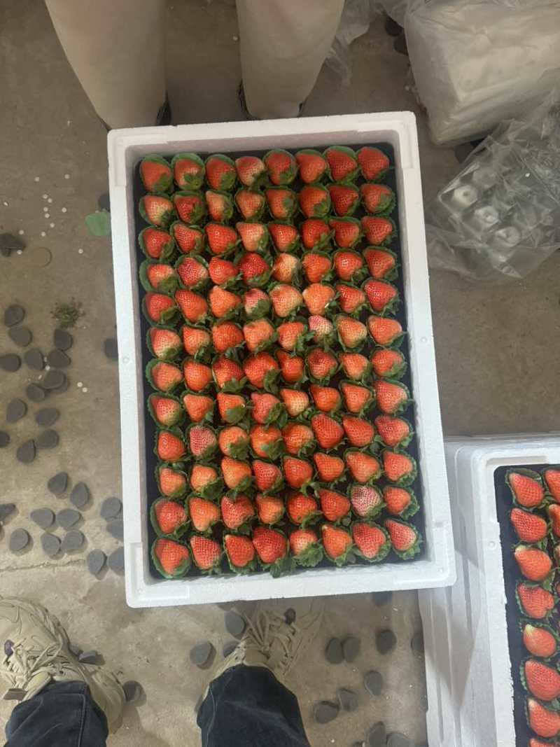 草莓