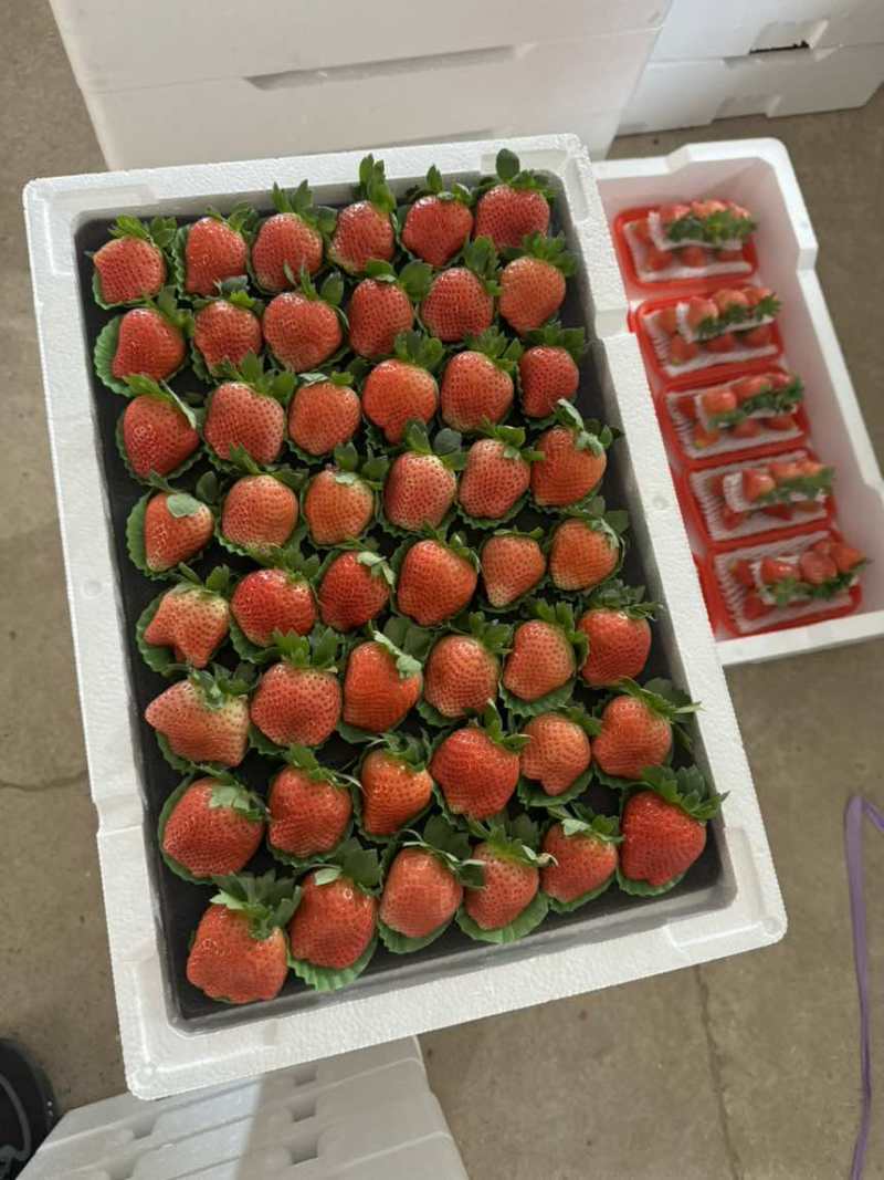 草莓