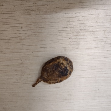 鸭宝