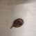 鸭宝