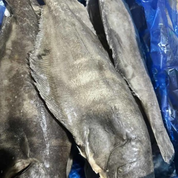 格陵兰比目鱼鸦片鱼整条鱼