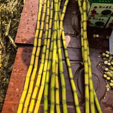 陶山广东甘蔗大量上市对接全国