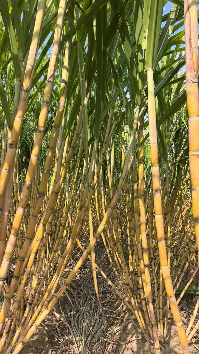 陶山广东甘蔗大量上市对接全国