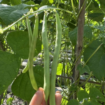 云南潞江蔬菜小金豆
