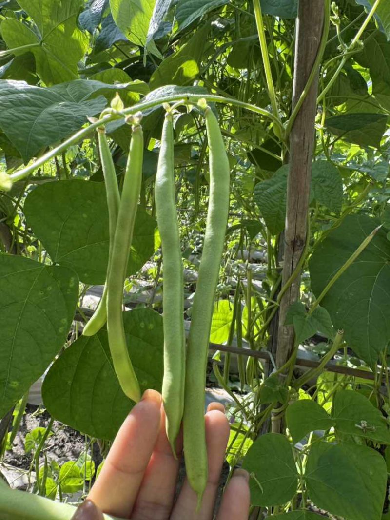 云南潞江蔬菜小金豆