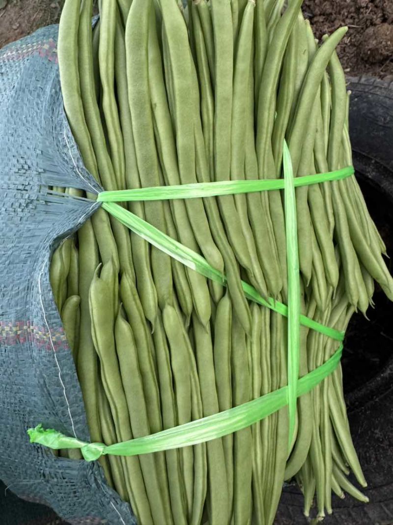 云南潞江蔬菜小金豆