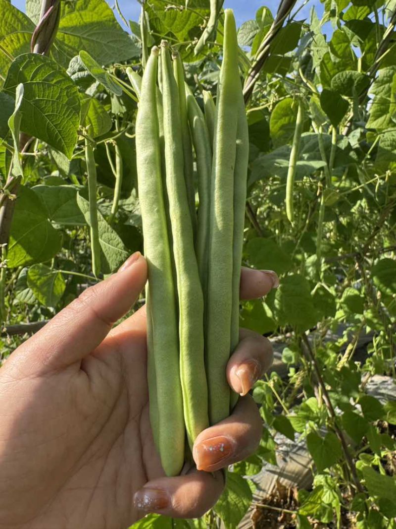 云南潞江蔬菜小金豆