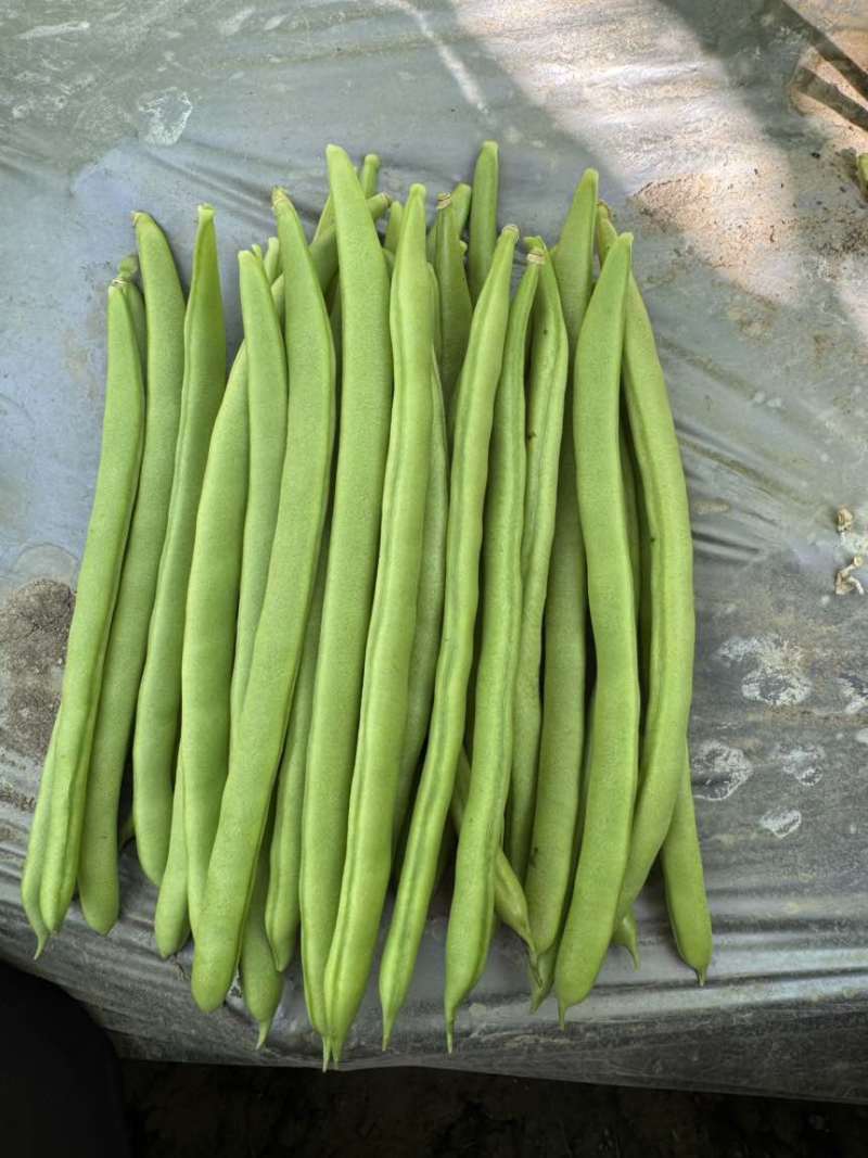 云南潞江蔬菜小金豆