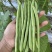 云南潞江蔬菜小金豆