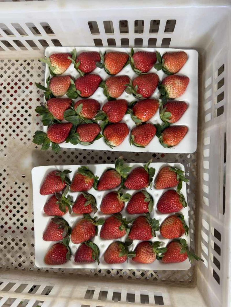 甜草莓冬季甜草莓。