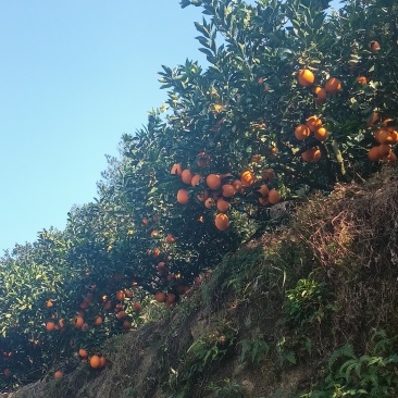 赣南脐橙