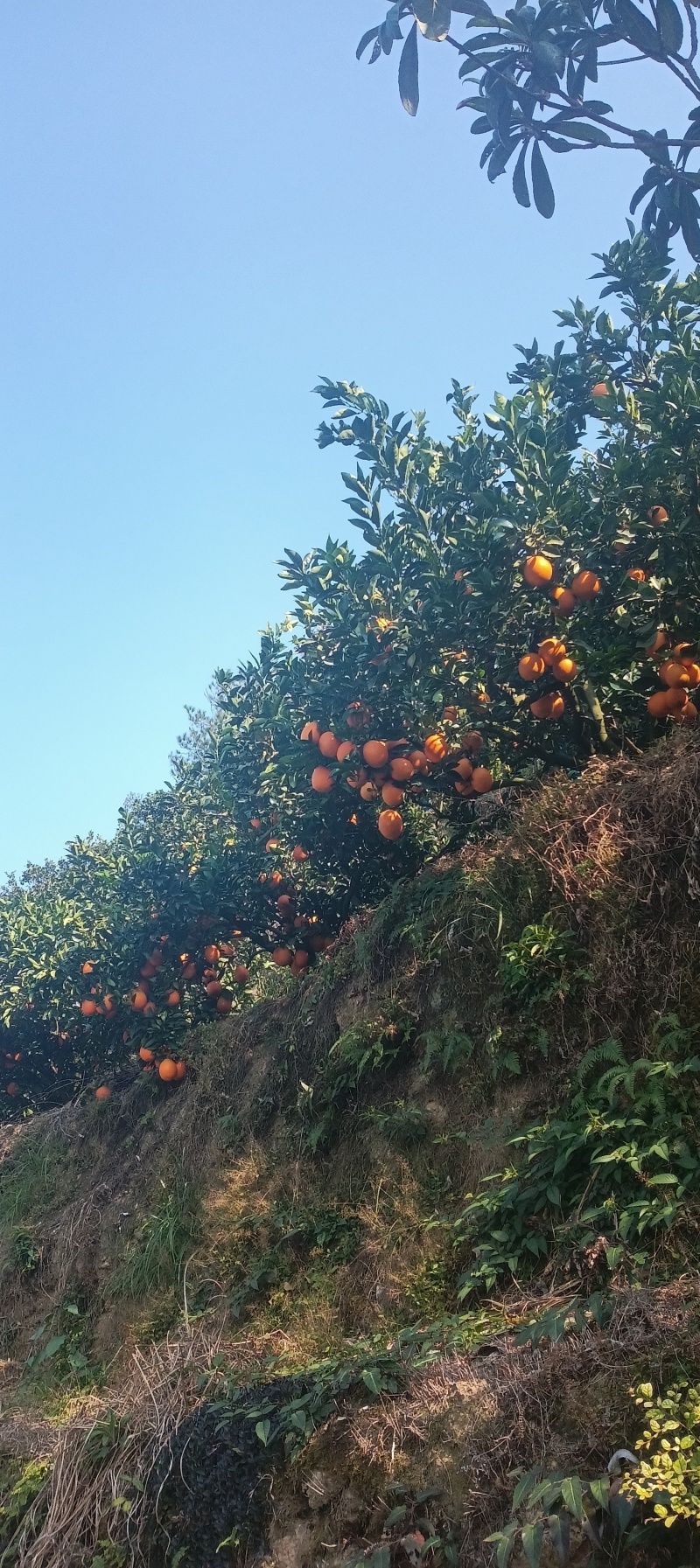 赣南脐橙