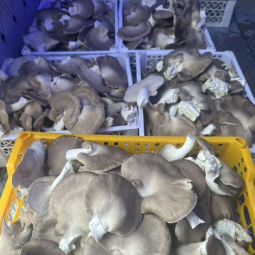 新鲜平菇，基地产地直销，没有套路，品质您定！可实地考察！