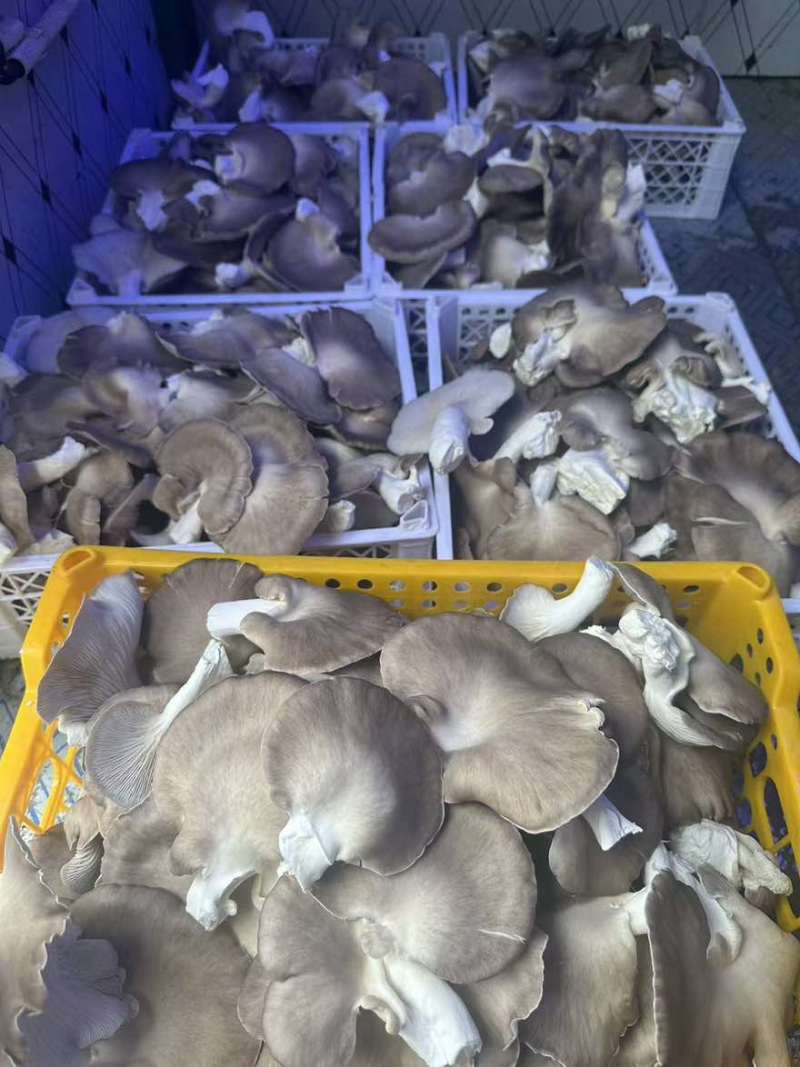 新鲜平菇，基地产地直销，没有套路，品质您定！可实地考察！