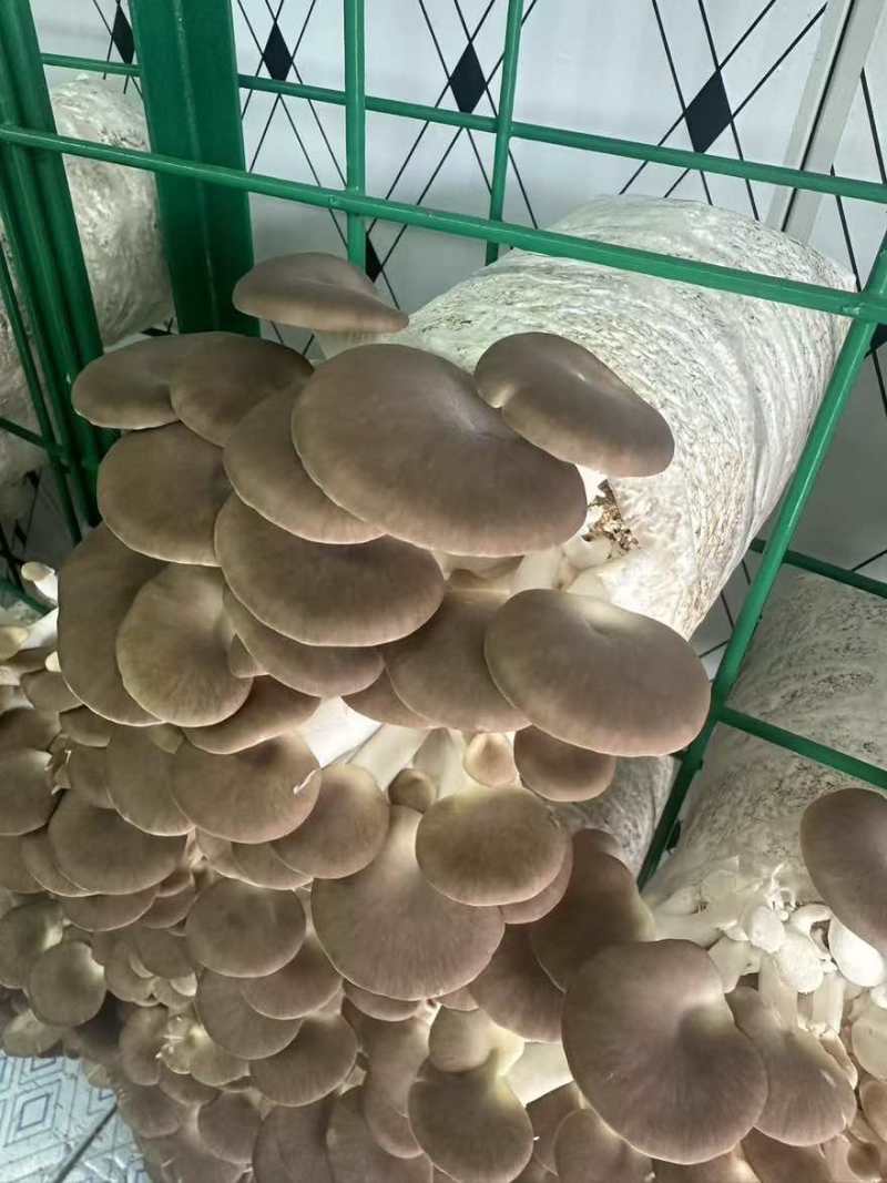 新鲜平菇，基地产地直销，没有套路，品质您定！可实地考察！