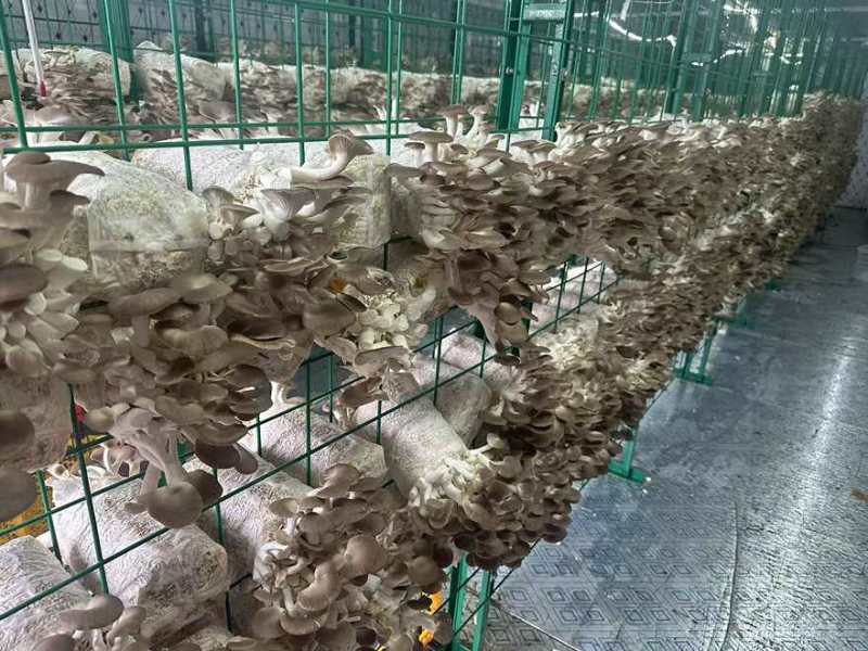 新鲜平菇，基地产地直销，没有套路，品质您定！可实地考察！