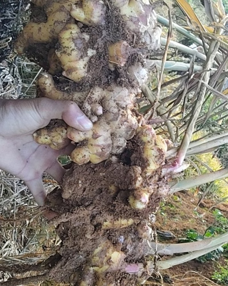 出售云南本地二号姜现挖现卖200吨左右