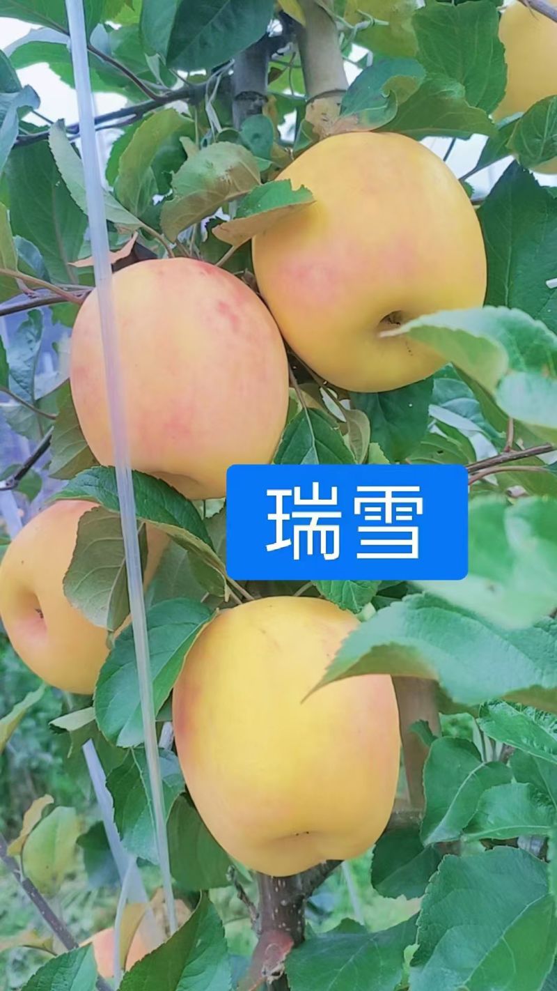 茂县瑞雪苹果