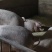 生猪