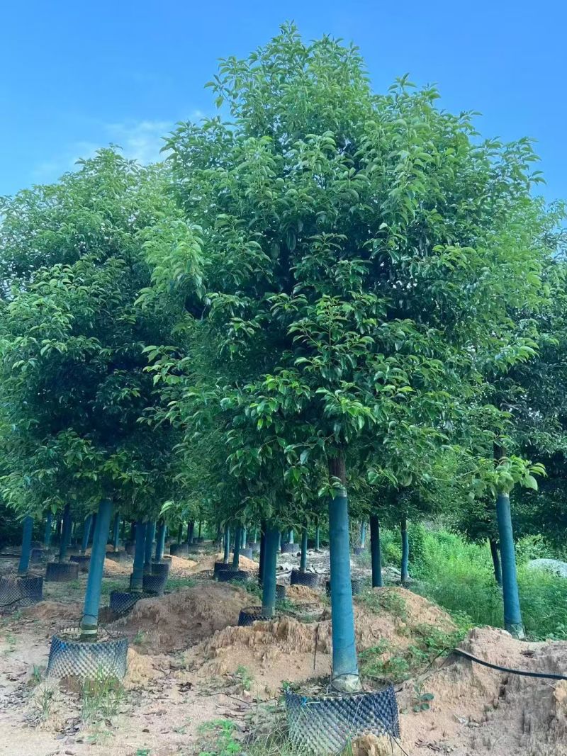 香樟树，袋苗原生苗1-2分养冠苗市政用苗3-20分盖冠