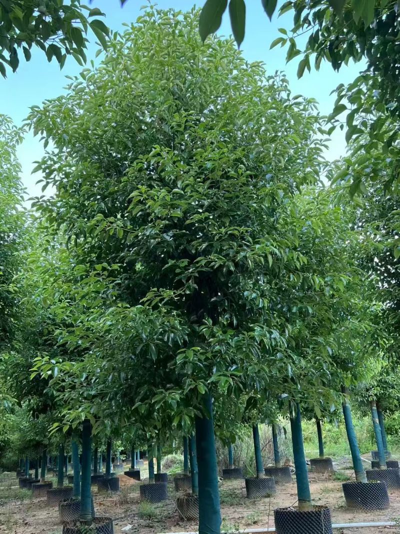 香樟树，袋苗原生苗1-2分养冠苗市政用苗3-20分盖冠