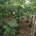 美丽异木棉原生苗2-8分，骨架苗10-20分袋苗移植袋苗