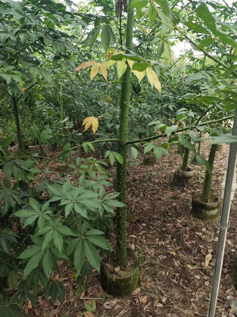 美丽异木棉原生苗2-8分，骨架苗10-20分袋苗移植袋苗