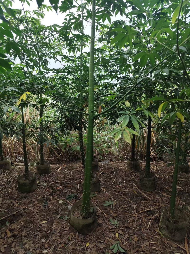 美丽异木棉原生苗2-8分，骨架苗10-20分袋苗移植袋苗