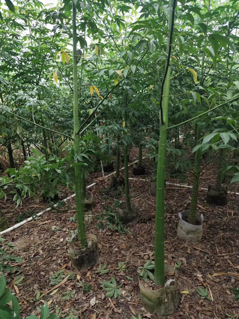 美丽异木棉原生苗2-8分，骨架苗10-20分袋苗移植袋苗